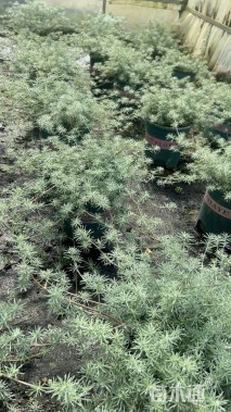 高度10厘米鹦鹉嘴百脉根