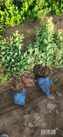 高度40厘米金焰绣线菊