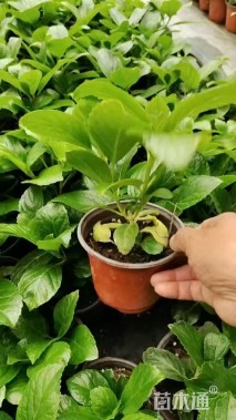 高度20厘米无尽夏绣球