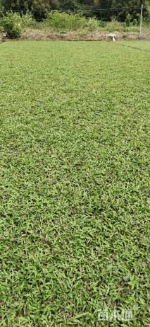 大叶油草
