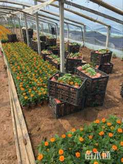 高度18厘米孔雀草