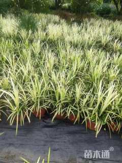 高度30厘米麦冬