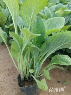 高度30厘米毛地黄