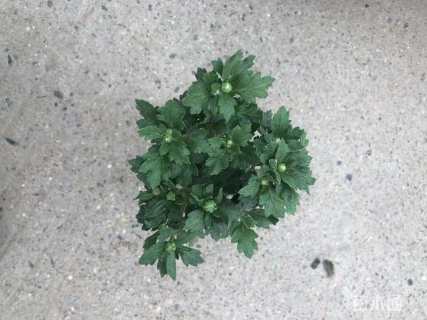 高度10厘米国庆菊