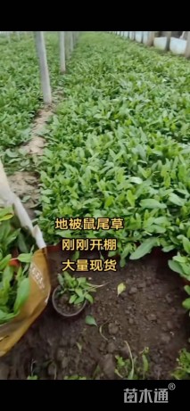 高度10厘米鼠尾草