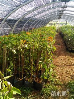 主蔓长200厘米炮仗花