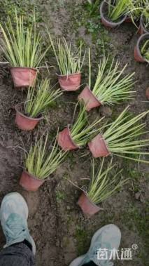 高度15厘米金叶石菖蒲