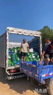 高度60厘米蓝雪花