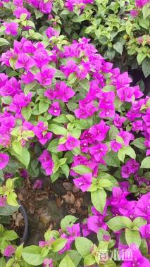高度100厘米三角梅