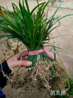 高度10厘米兰花