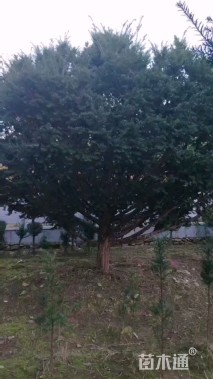 15公分东北红豆杉