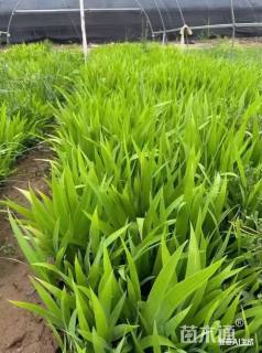 高度25厘米鸢尾