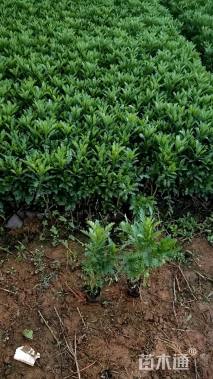 高度25厘米木春菊