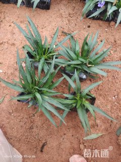 高度20厘米兰花