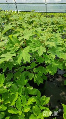 高度45厘米绣球