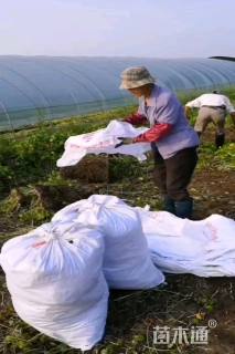 高度30厘米香菇草