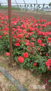 高度120厘米月季