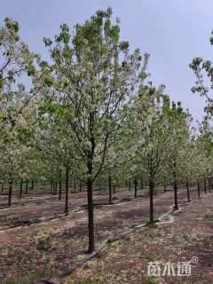 15公分彩叶豆梨