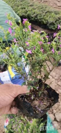 高度20厘米满天星