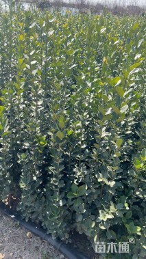 高度200厘米北海道黄杨