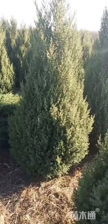 高度80厘米刺柏