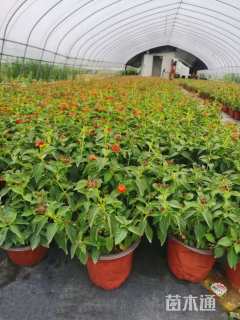 高度25厘米马缨丹