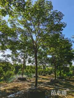 18公分紫花风铃木