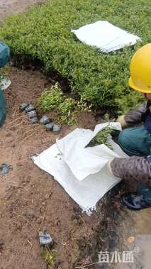 高度30厘米小叶栀子