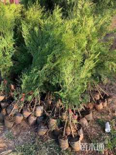 高度80厘米侧柏