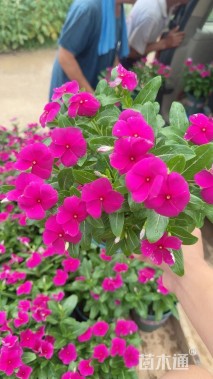 高度30厘米长春花