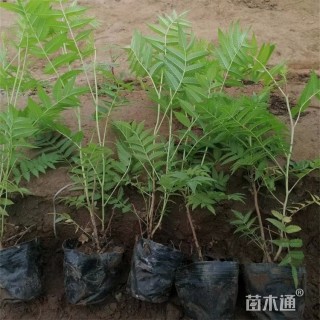 高度45厘米珍珠梅