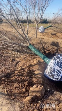 30公分染井吉野樱