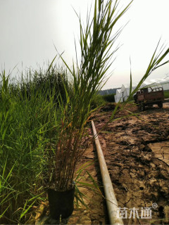高度80厘米芦苇小苗