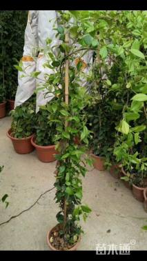 150厘米风车茉莉