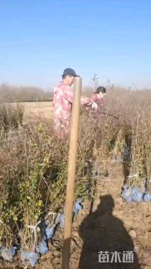 高度150厘米贴梗海棠