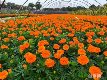 高度15厘米孔雀草