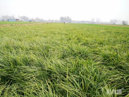 高度15厘米中叶麦冬