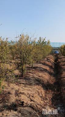 高度150厘米果石榴