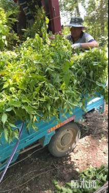 高度100厘米棣棠