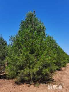 高度500厘米白皮松