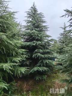 高度650厘米雪松
