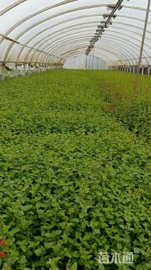 大杯苗樱桃鼠尾草