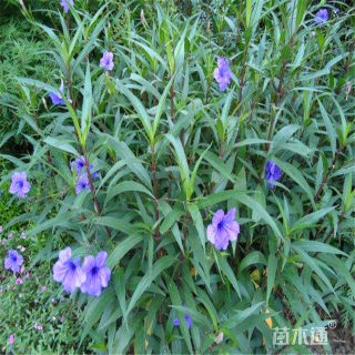 高度40厘米翠芦莉