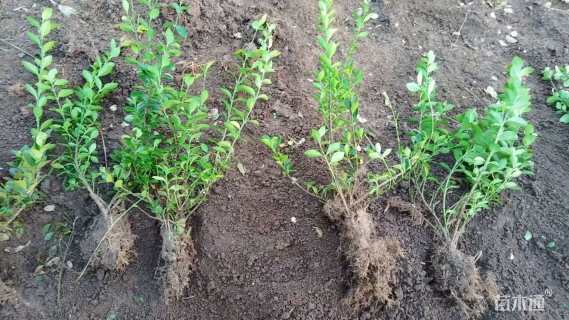 高度40厘米卫矛小苗