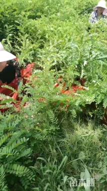 高度50厘米紫穗槐