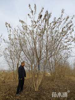 600厘米丛生茶条槭