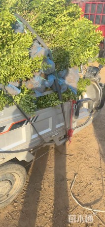 高度40厘米小叶黄杨