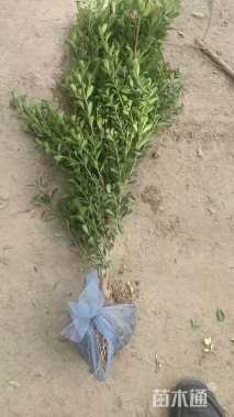 高度40厘米小叶黄杨