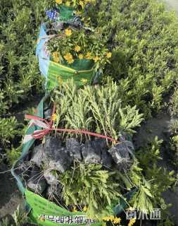 高度20厘米木春菊