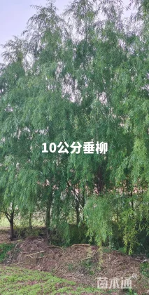 13公分柳树